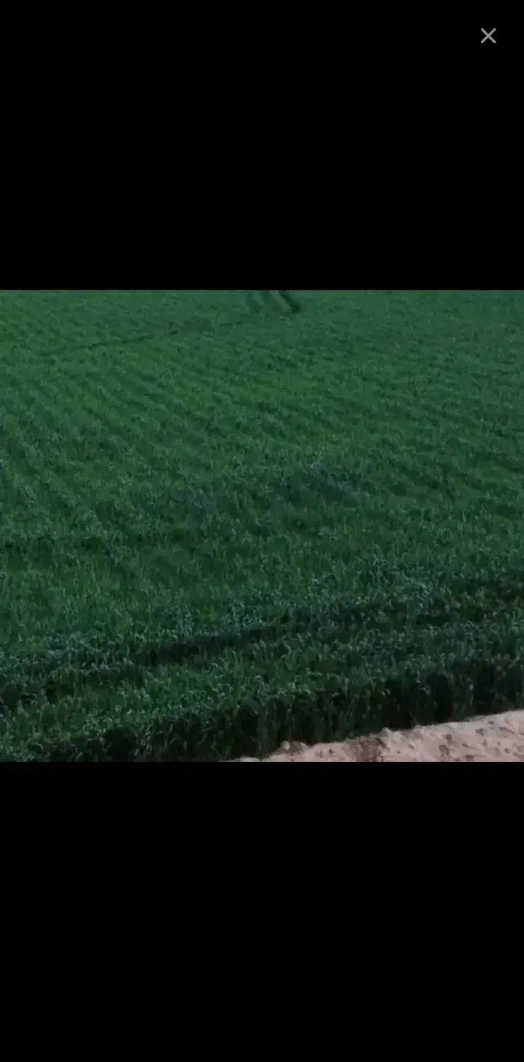 گندم بذر|حراج|ازنا, |دیوار