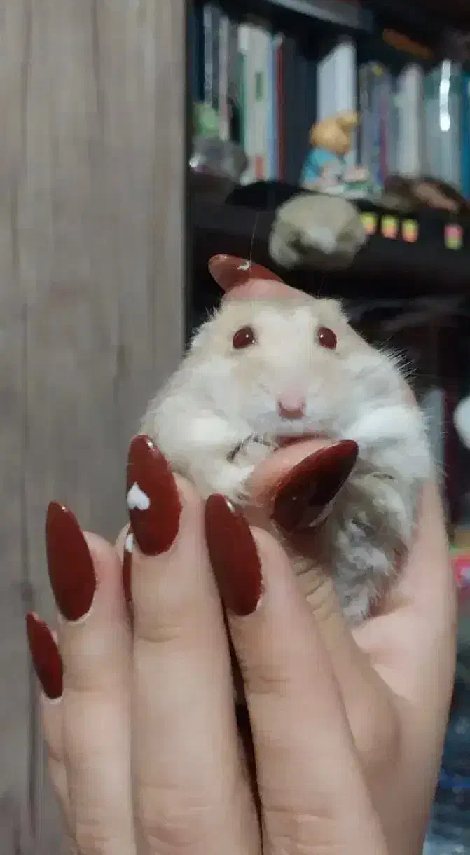 همستر کمپل خونگی|موش و خرگوش|اصفهان, صائب|دیوار