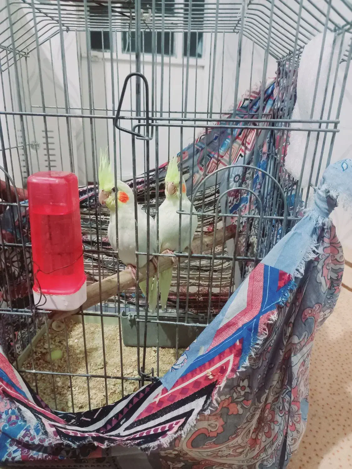 یک عدد عروس هلندی لوتینو ماده ویک جفت جوجه سرلاک|پرنده|ششده و قره بلاغ, |دیوار