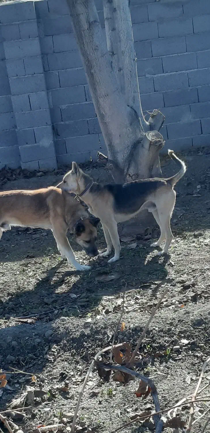 گرگی نگهبان وسرابی|سگ|نوشین شهر, |دیوار