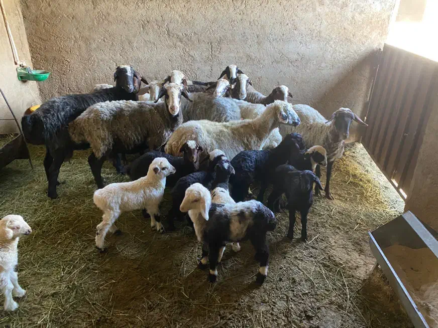 فروش گوسفند ماده|حیوانات مزرعه|زارچ, |دیوار