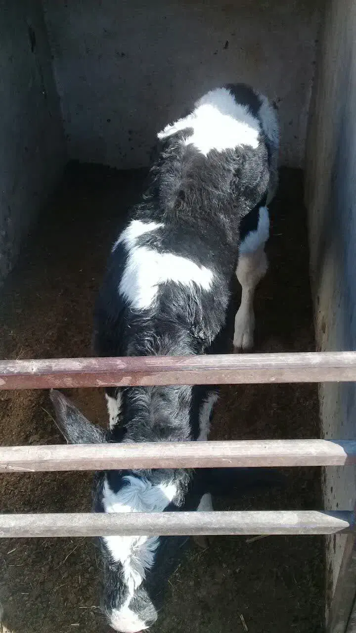 گوساله نر|حیوانات مزرعه|مشهد, خرم آباد|دیوار