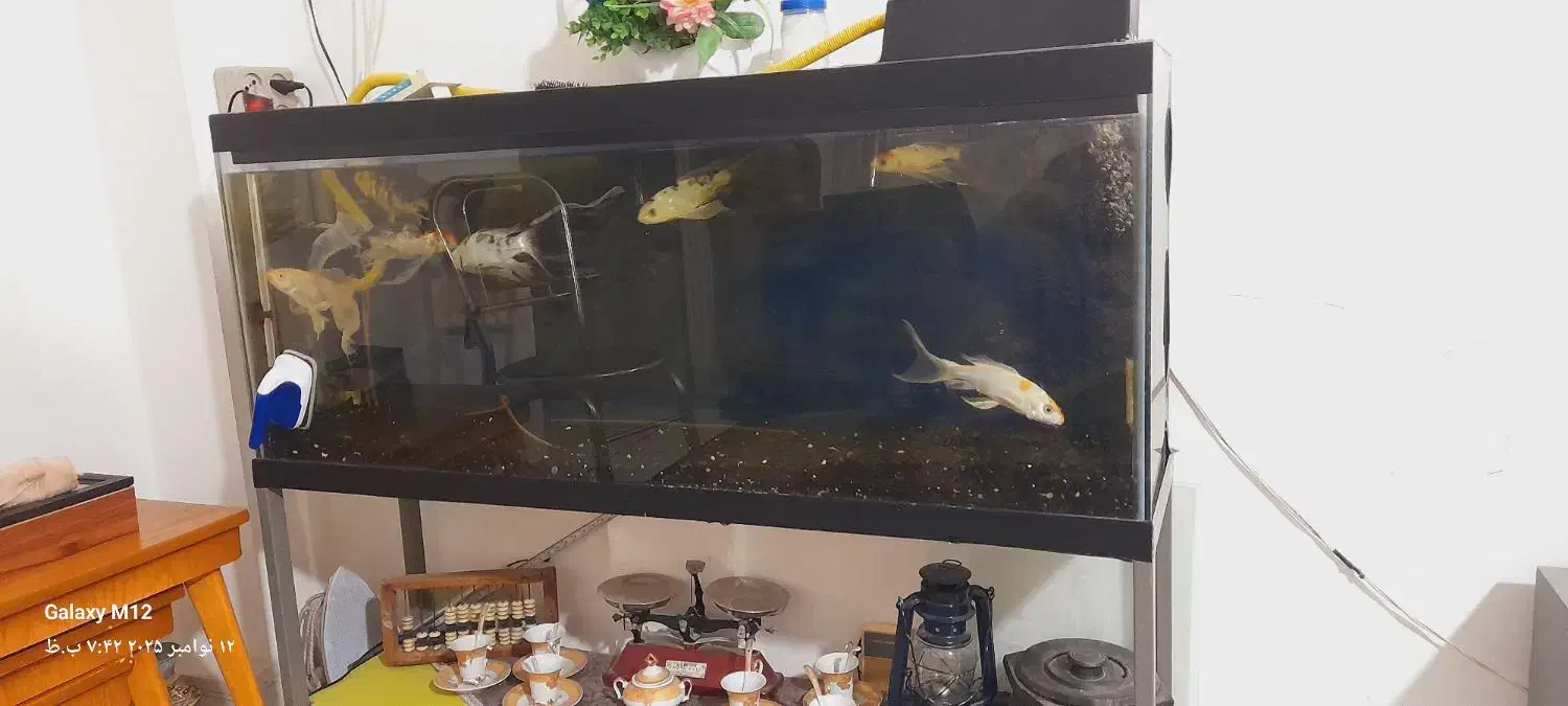 اکواریوم  یکو بیست همراه هفت عددماهی کوی سوپر باله|ماهی|مشهد, کوی ولیعصر|دیوار