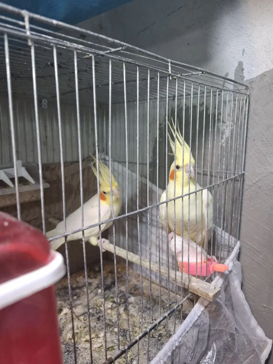 جفت عروس هلندی مولد|پرنده|قائمشهر, |دیوار