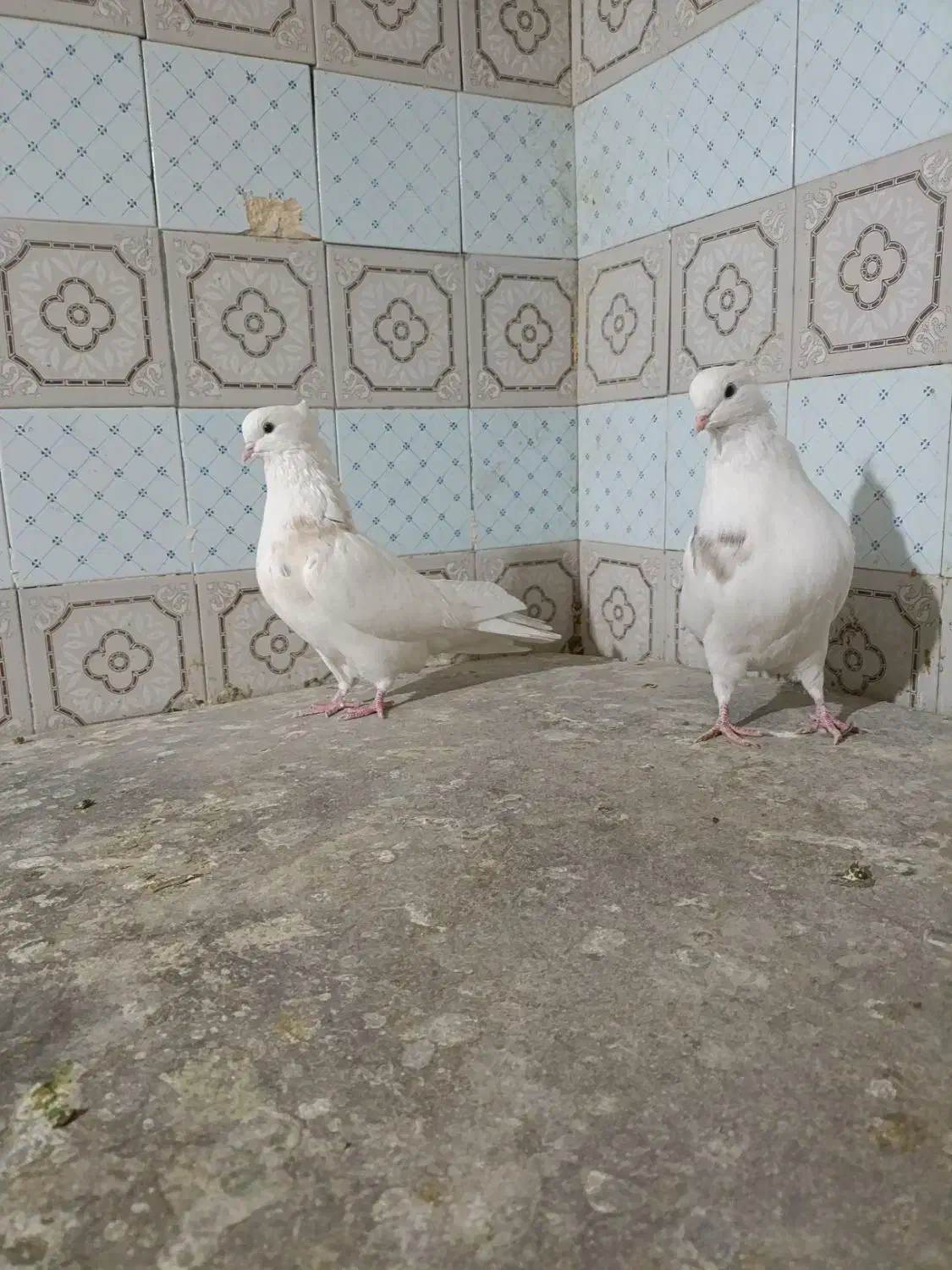 کبوتر خال قدیم پرشی|پرنده|اسلامآباد غرب, |دیوار