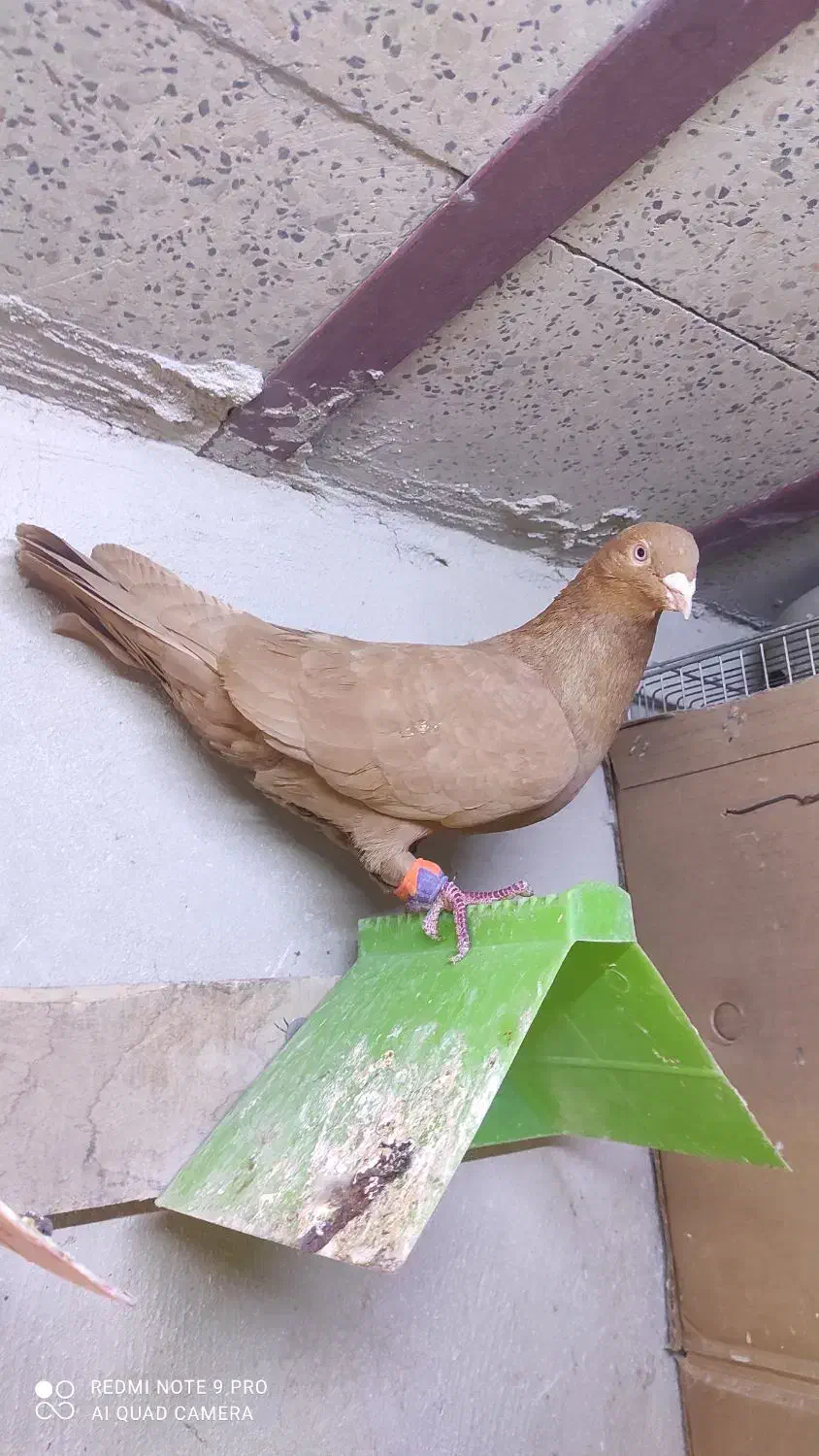 کبوتر رنگی|پرنده|اهواز, شهرک دانشگاه|دیوار