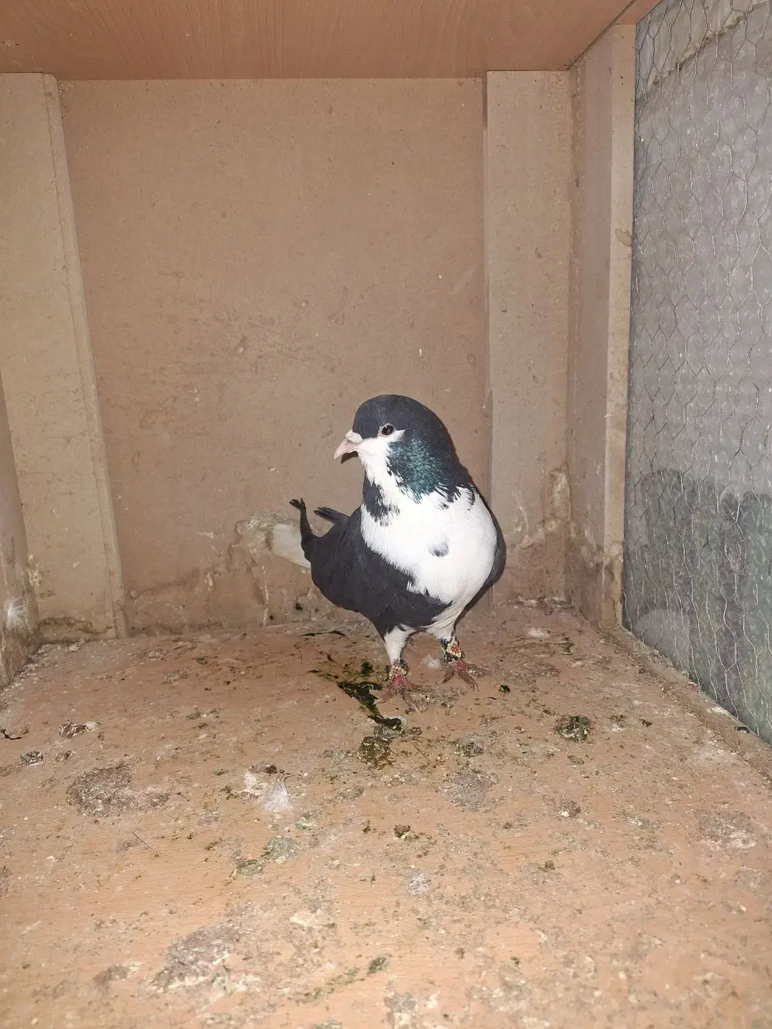 یک جفت ساده سیاه|پرنده|مشهد, نوید|دیوار