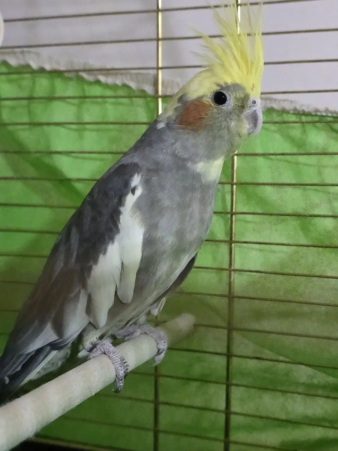 عروس ماده|پرنده|سراوان, |دیوار