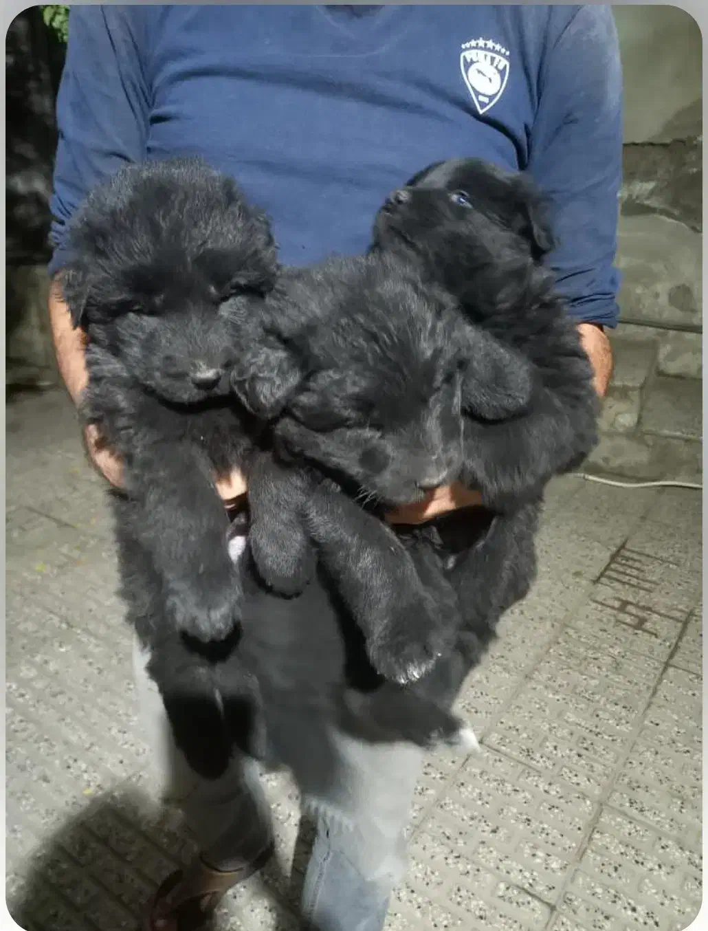 فروش حیوانات خانگی|سگ|رامیان, |دیوار