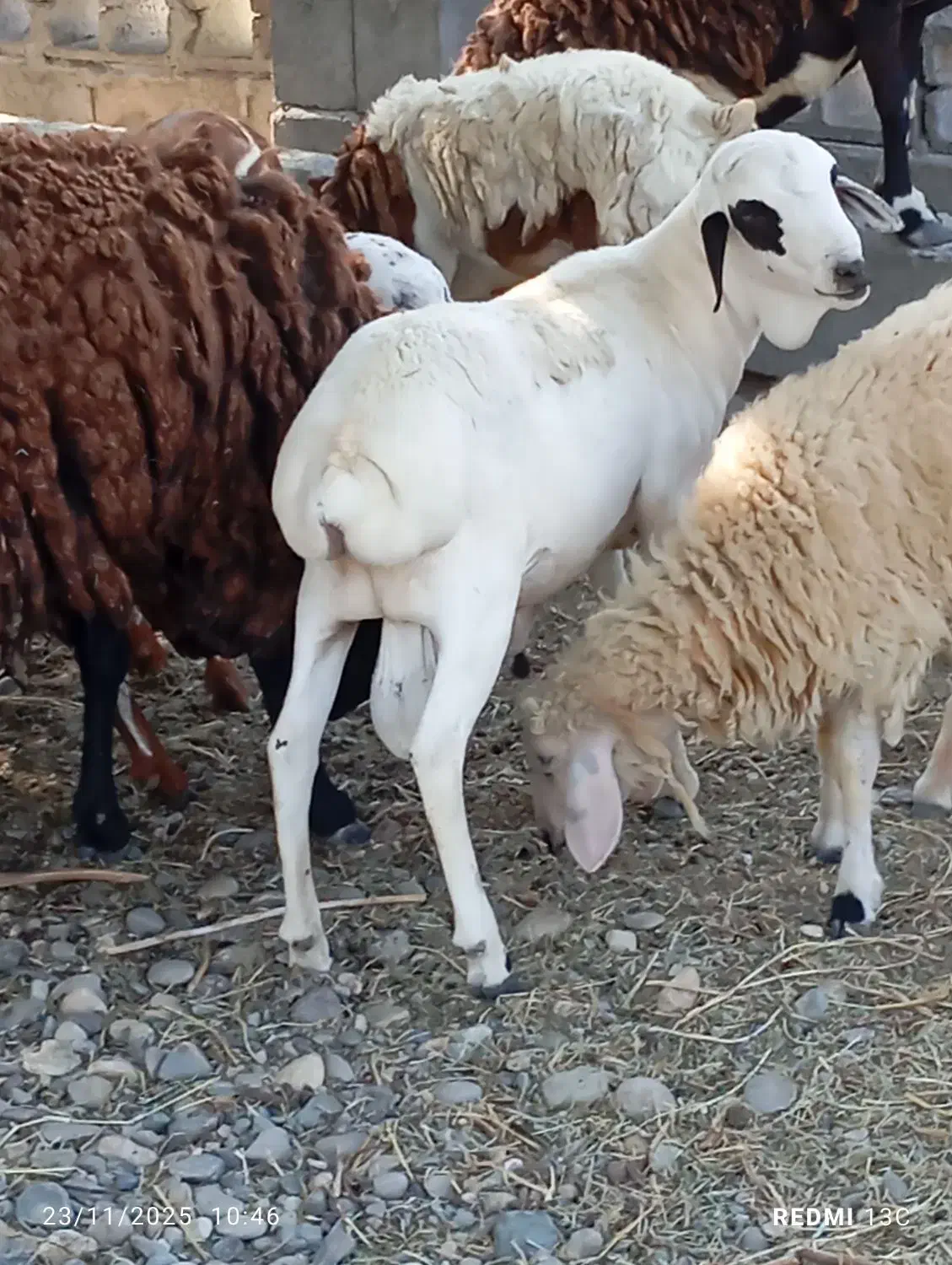 سلام تعدادی بره خوچ سمالی|حیوانات مزرعه|بند زرک, |دیوار