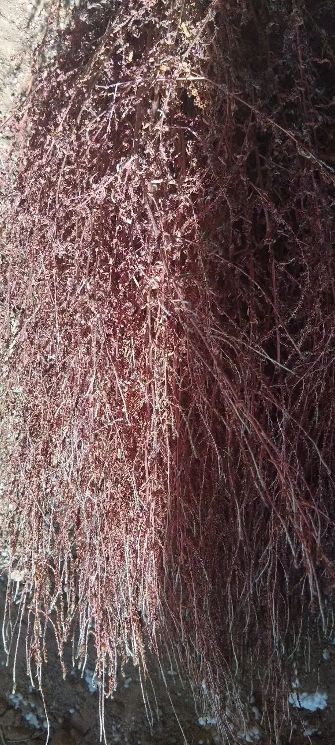 دو خاور جاروی محلی|لوازم نظافت|اسفراین, |دیوار