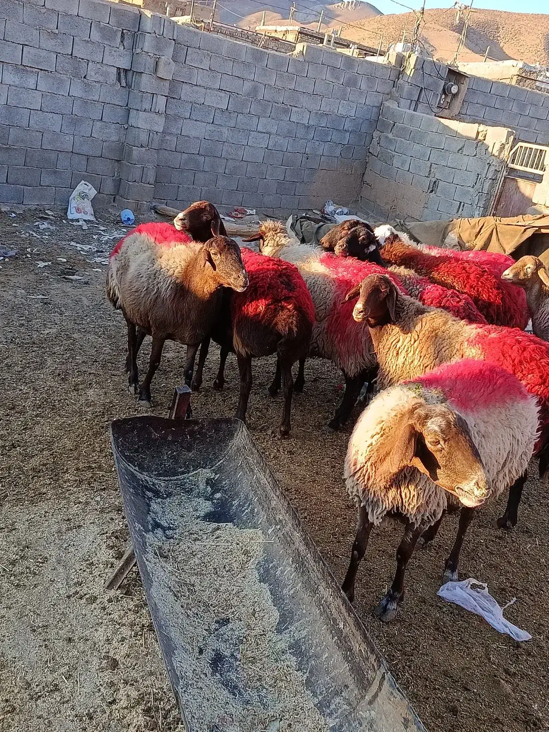 میش|حیوانات مزرعه|تربت جام, جلگه موسی آباد|دیوار