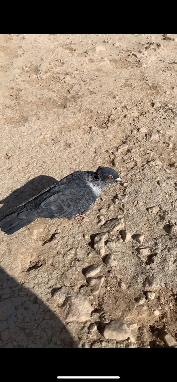 کبوتر موشی طوق سفید ماده سرور ماده|پرنده|لار, |دیوار