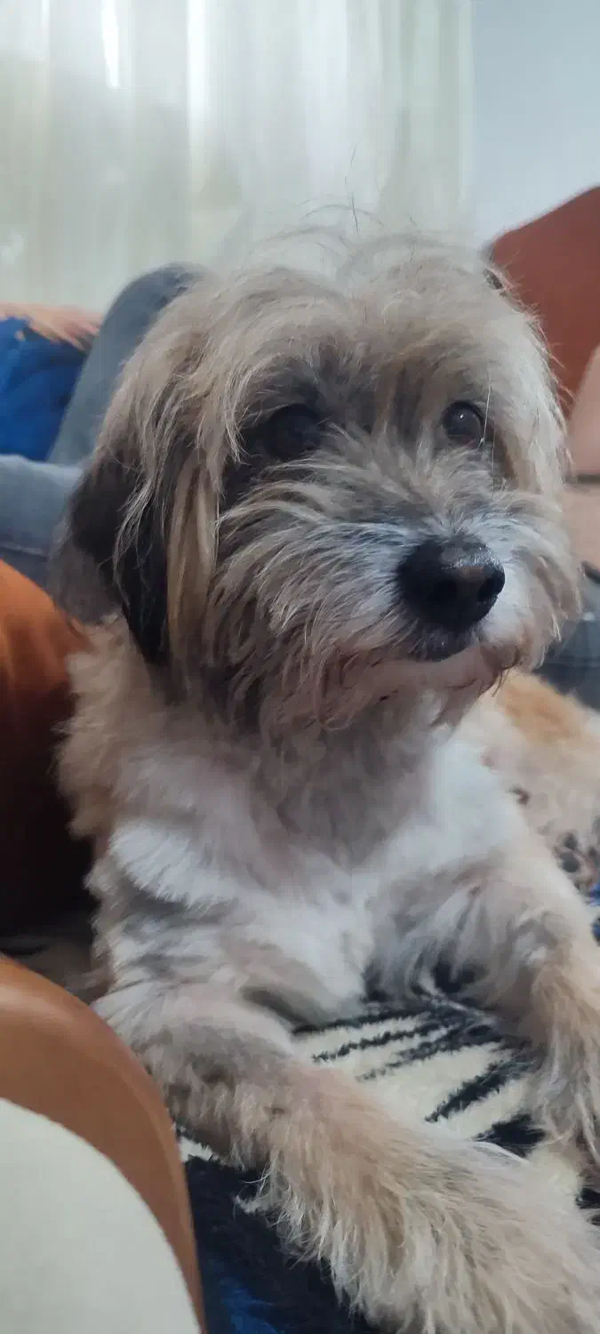 واگذاری سگ پشمالو پاکوتاه|سگ|شاندرمن, |دیوار