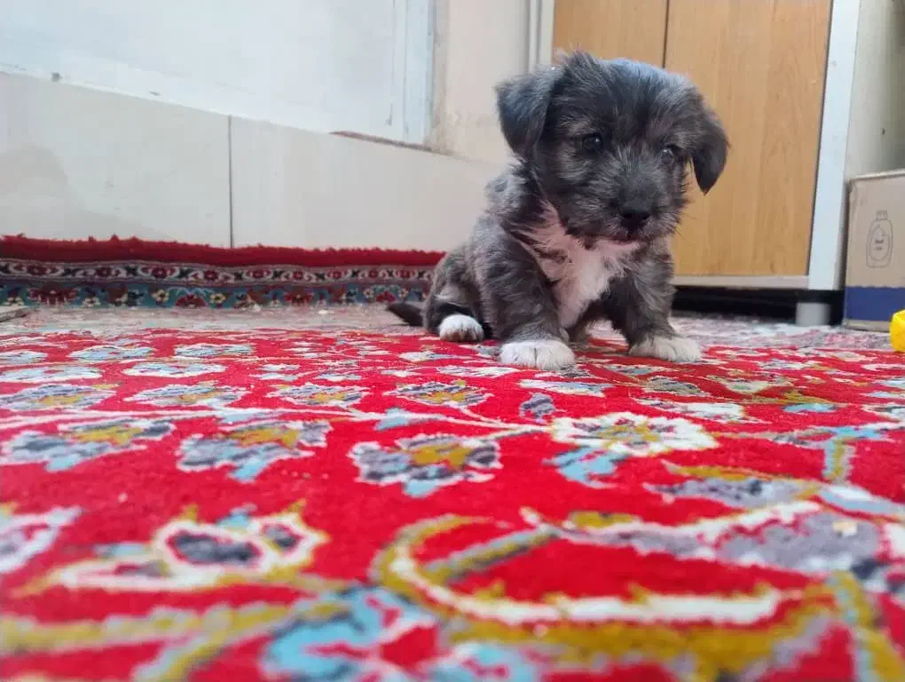 سگ فانتزی|سگ|مرودشت, ابوذر شمالی‎|دیوار