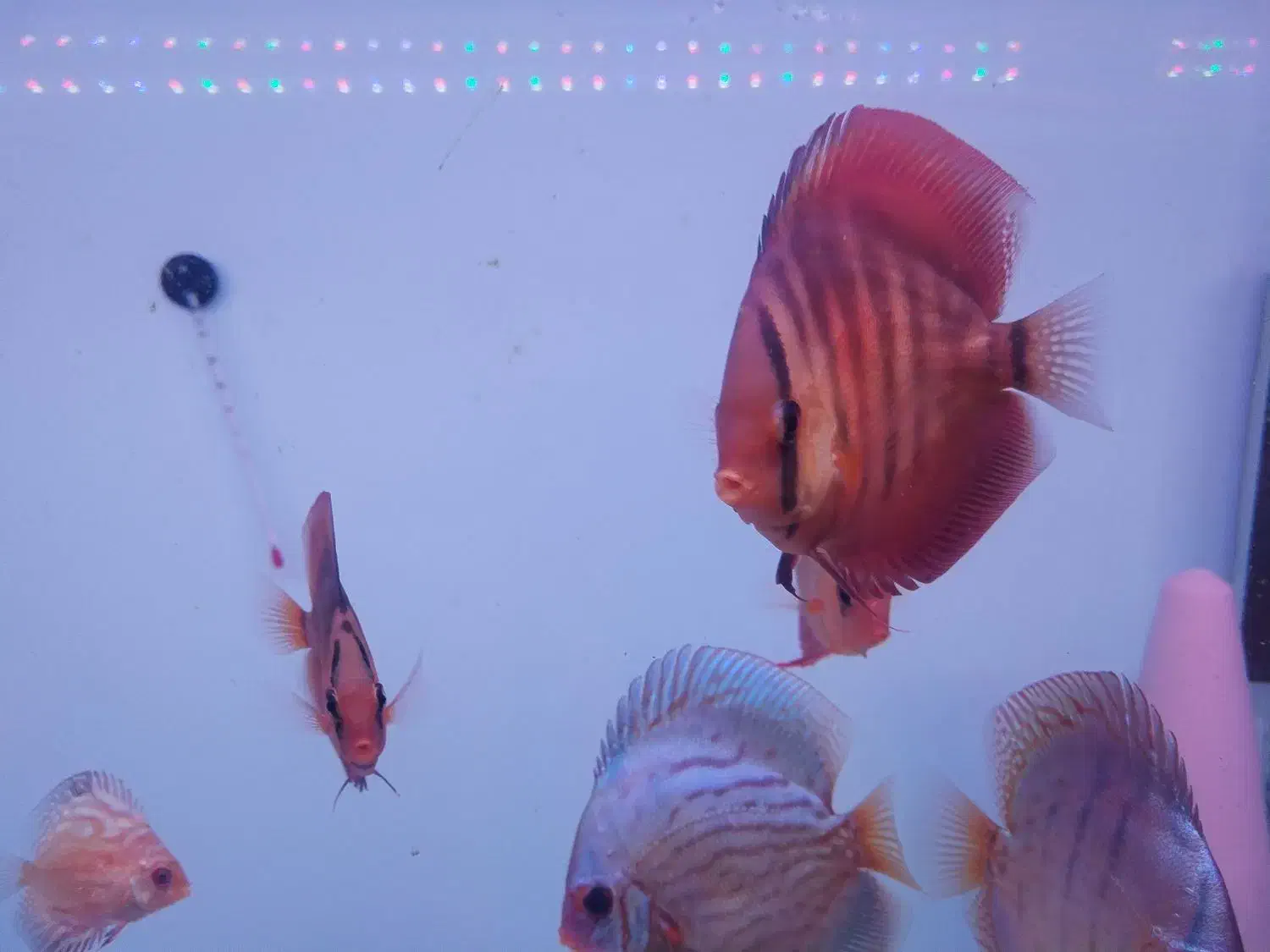 ماهی دیسکس  گرید خوب|ماهی|مشهد, بلال|دیوار