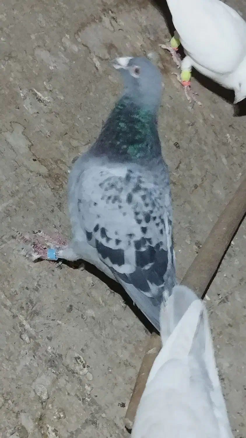 تبعیدی|پرنده|نیشابور, دهنو|دیوار