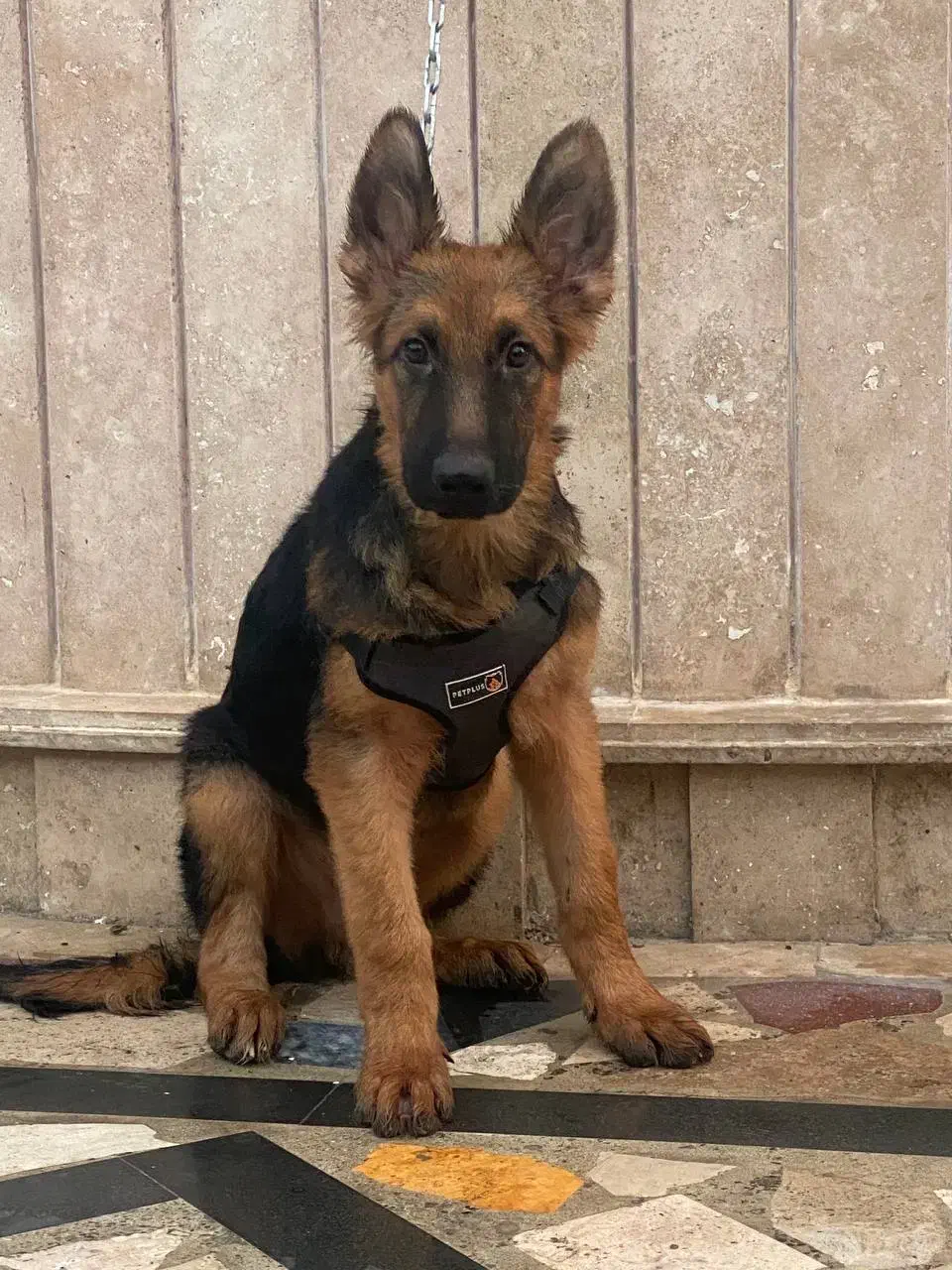 توله ژرمن|سگ|چالوس, |دیوار