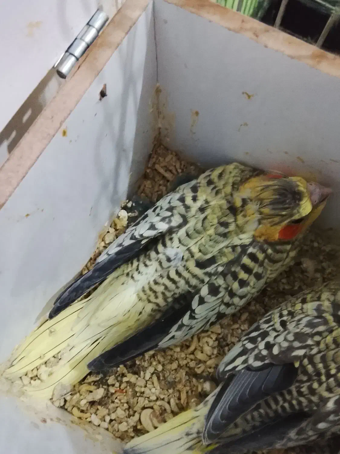 جوجه عروس|پرنده|بومهن, |دیوار