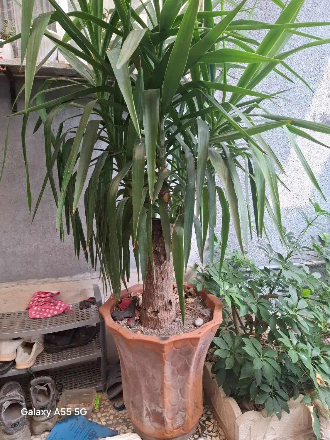 درخت یوکا چند ساله|گل و گیاه طبیعی|بندر انزلی, استادیوم|دیوار