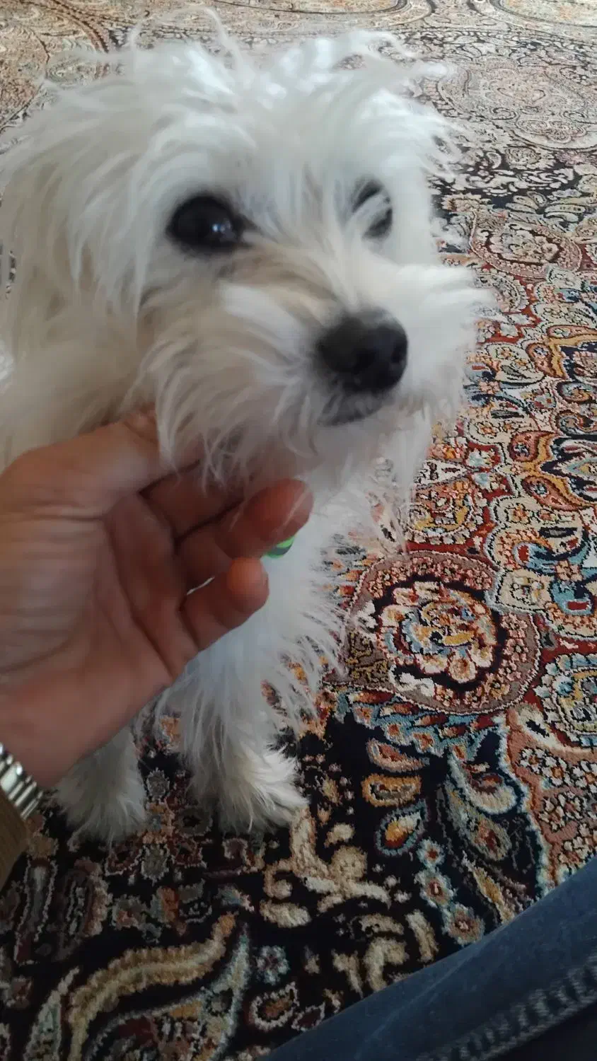 سگ خانگی تمیز و سالم حرف گوش کن|سگ|املش, |دیوار