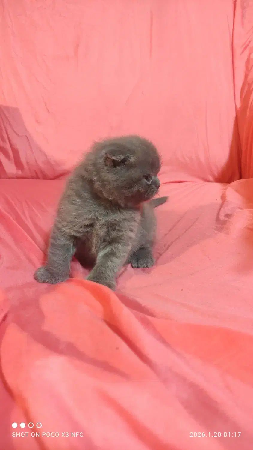 گربه های اشرافی|گربه|چهاردانگه (تهران), |دیوار