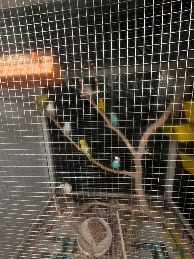 مرغ عشق|پرنده|بیرجند, |دیوار