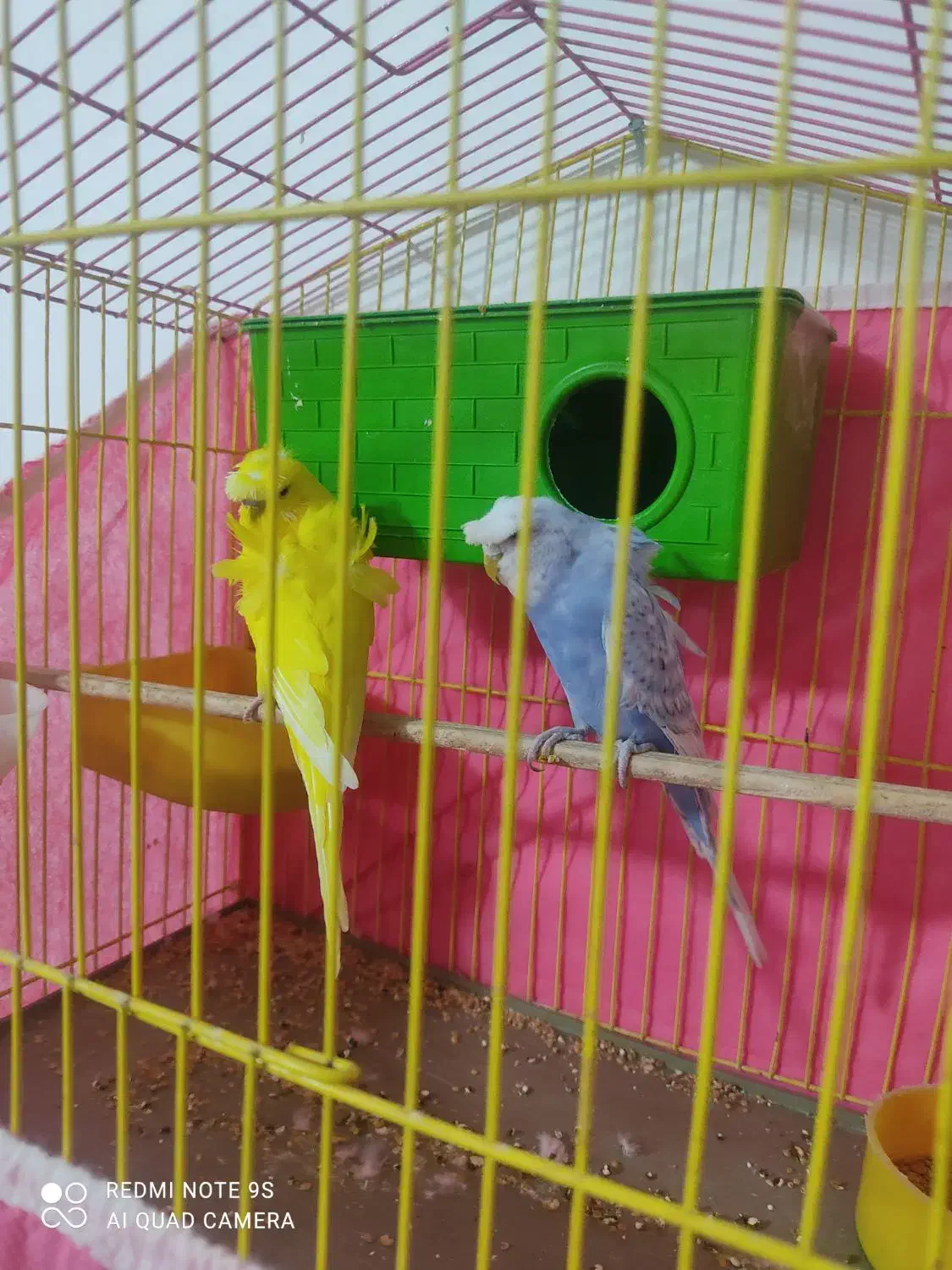 فروش جفت مرغ عشق پروانه‌ای|پرنده|نرماشیر, |دیوار