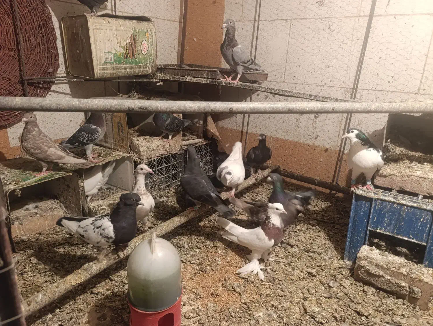 کبوتر فروشی|پرنده|بیرجند, |دیوار