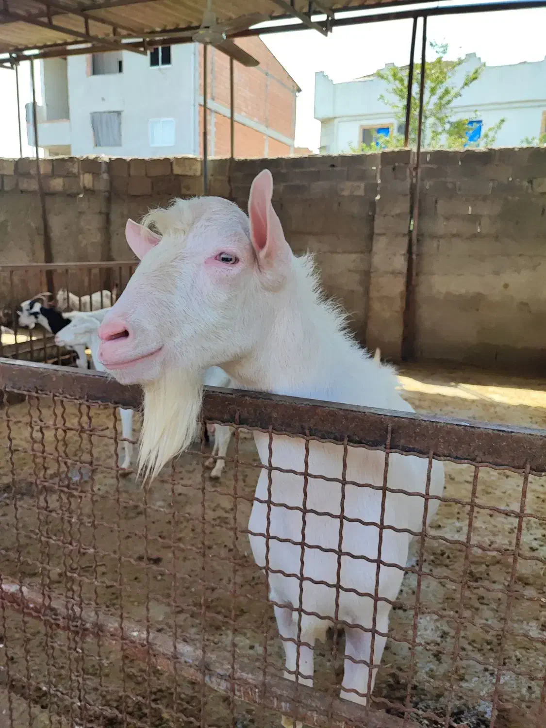 فروش بز نر سانن|حیوانات مزرعه|بهنمیر, |دیوار