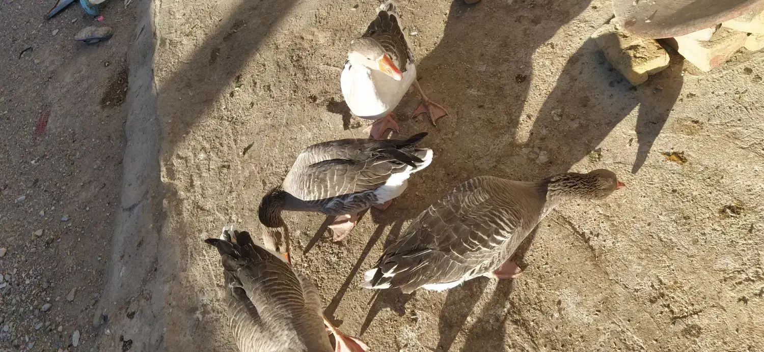 غاز مرغ ابی|پرنده|زابل, |دیوار