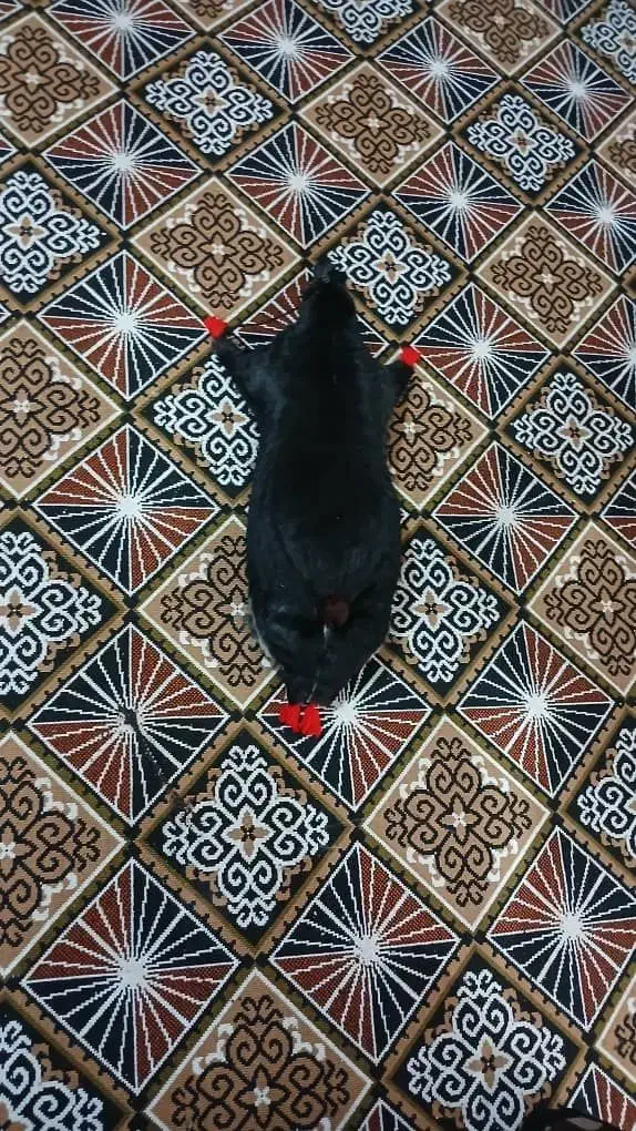 کلاسکه. دوعدد تمیزو خوشکل بزرگ‌|کالسکه و لوازم جانبی|ایذه, |دیوار