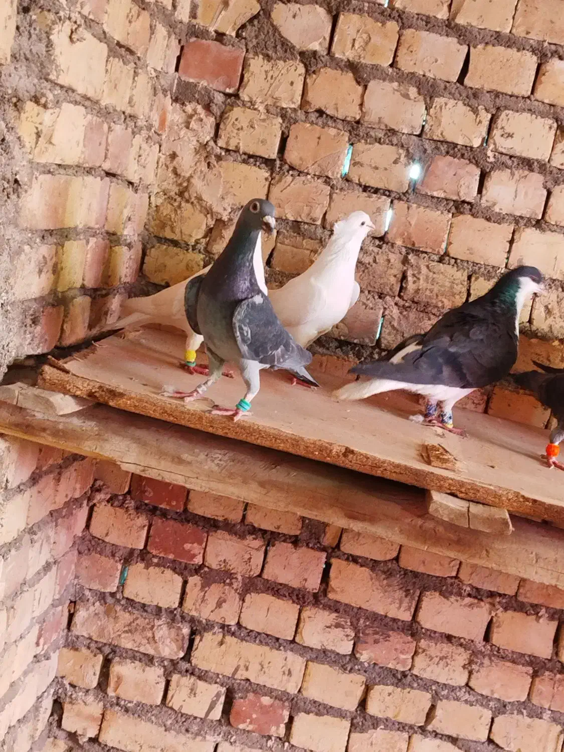 کفتر|پرنده|مشهد, كنويست|دیوار