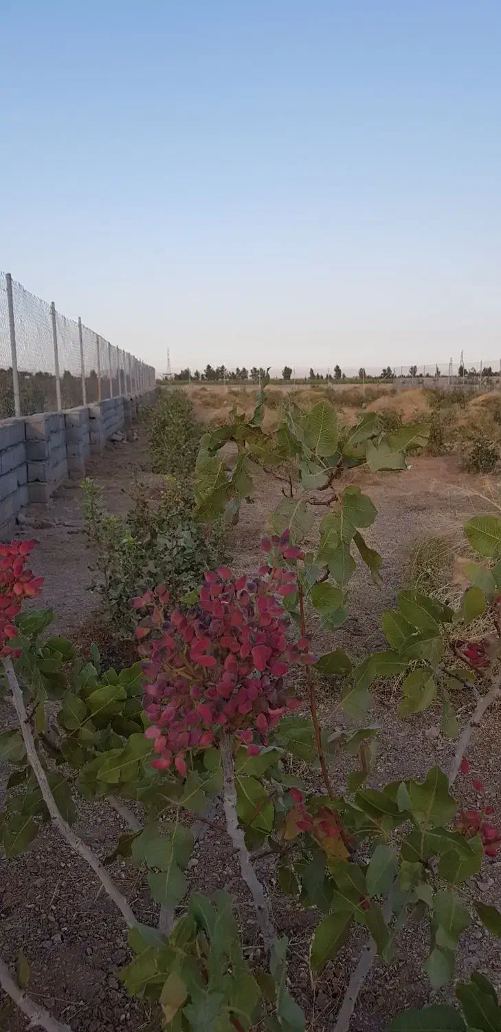 باغ ۲۰۰۰ متری روبروی اسنوا با درختان پسته پیوندی|فروش دفتر صنعتی، کشاورزی، تجاری|شاهین‌شهر, مورچه خورت|دیوار