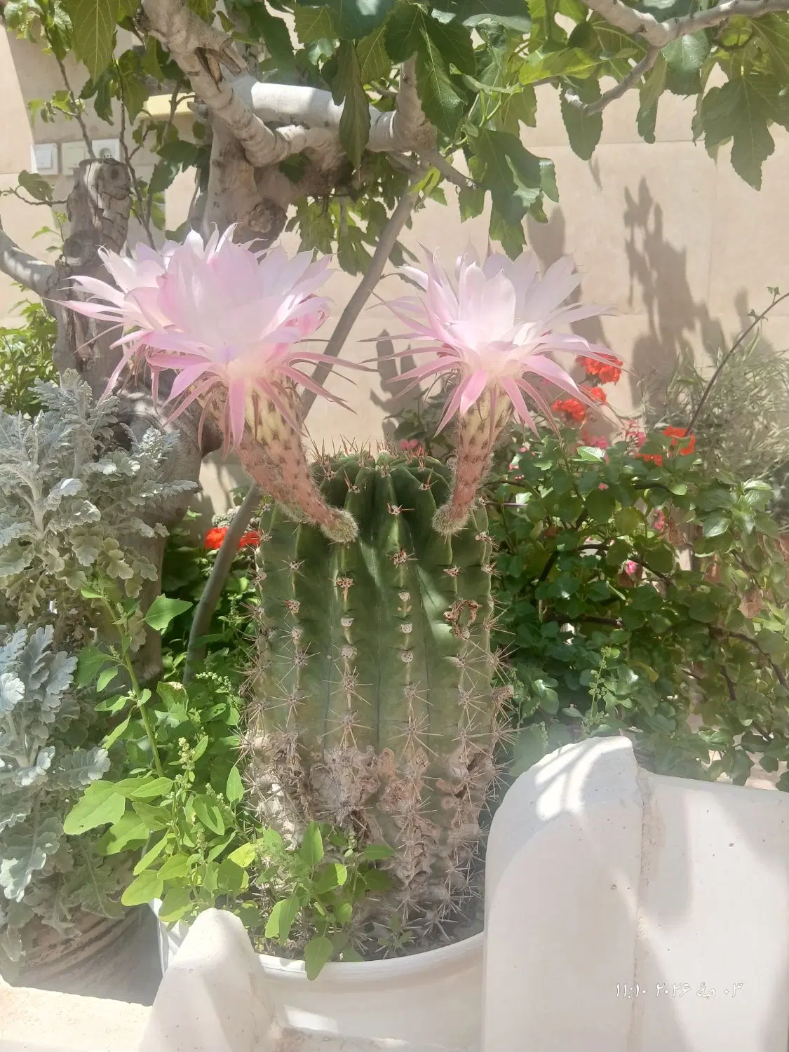 گل کاکتوس|گل و گیاه طبیعی|منجیل, |دیوار