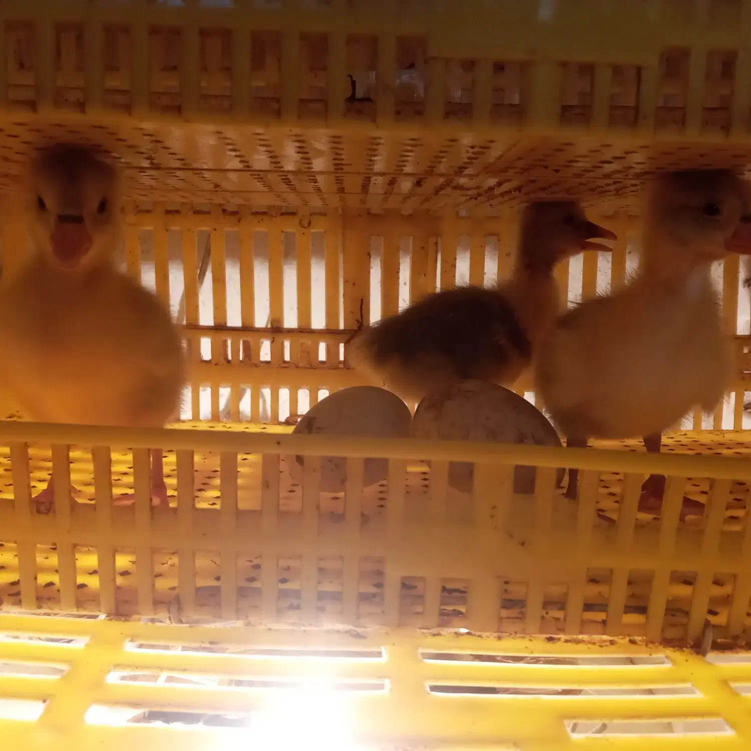 دستگاه جوجه کشی سالم|لوازم جانبی حیوانات|گنبد کاووس, |دیوار