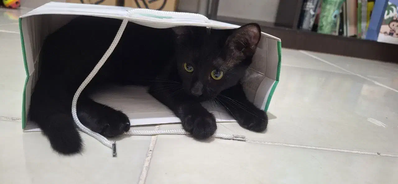 واگذاری بچه گربه سیاه|گربه|محمدیه-قزوین, |دیوار