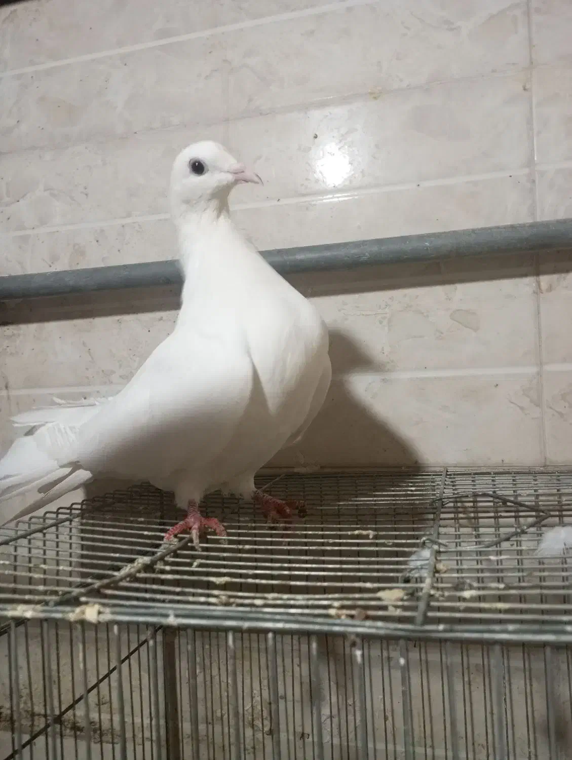 کفتر دم چتری جوجو|پرنده|طبس, |دیوار