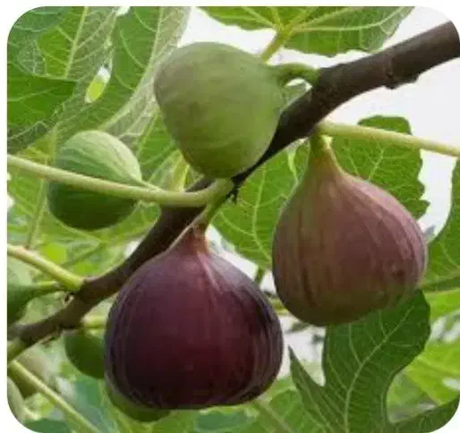 نهال انجیر|گل و گیاه طبیعی|کرج, خرمدشت|دیوار