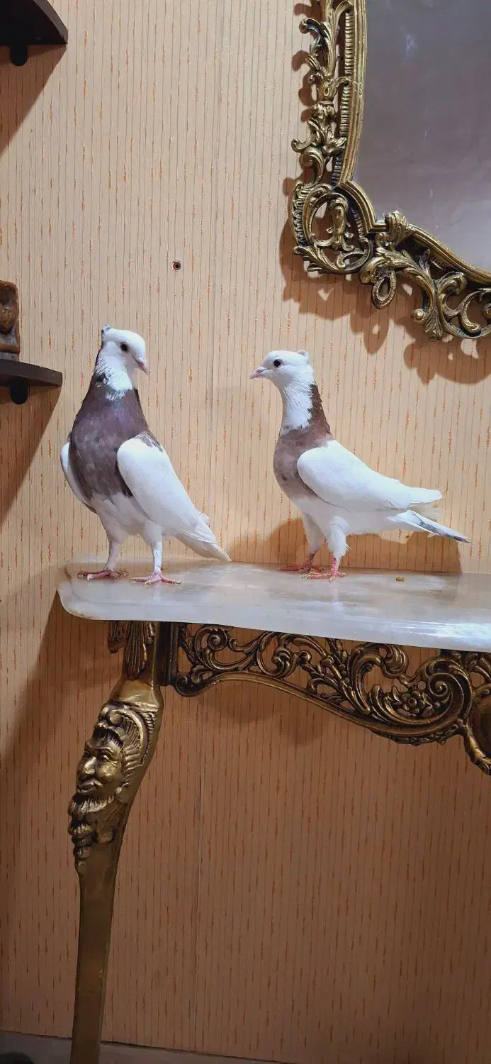 ۴ جفت کبوتر درجه یک|پرنده|اسلام‌شهر, شهرک واوان|دیوار