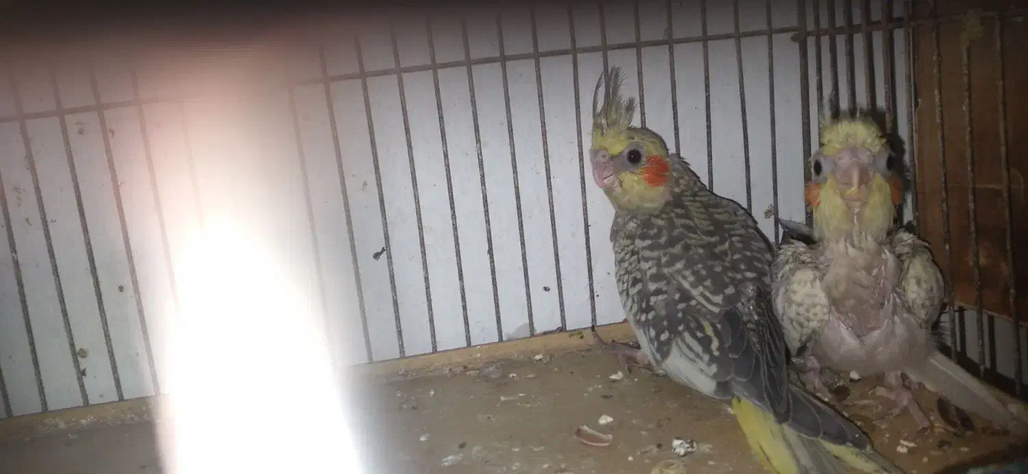 جوجه عروس هلندی|پرنده|بندرعباس, |دیوار