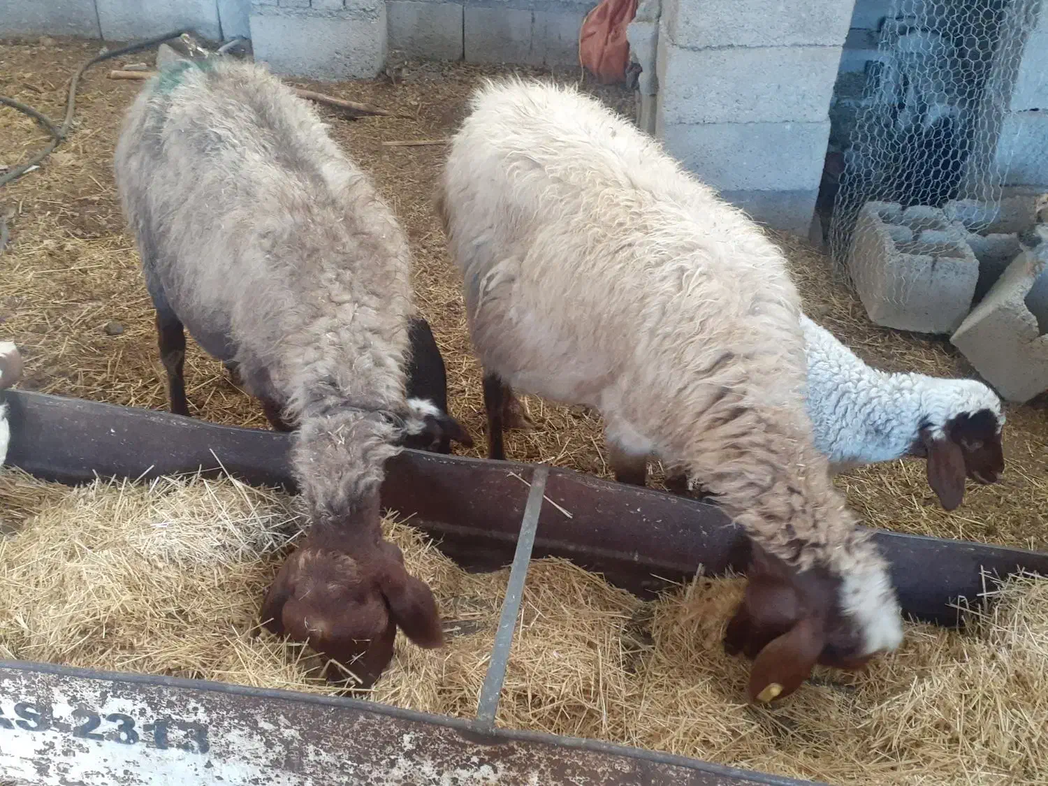 میش وبره دوعدد|حیوانات مزرعه|آبدانان, |دیوار