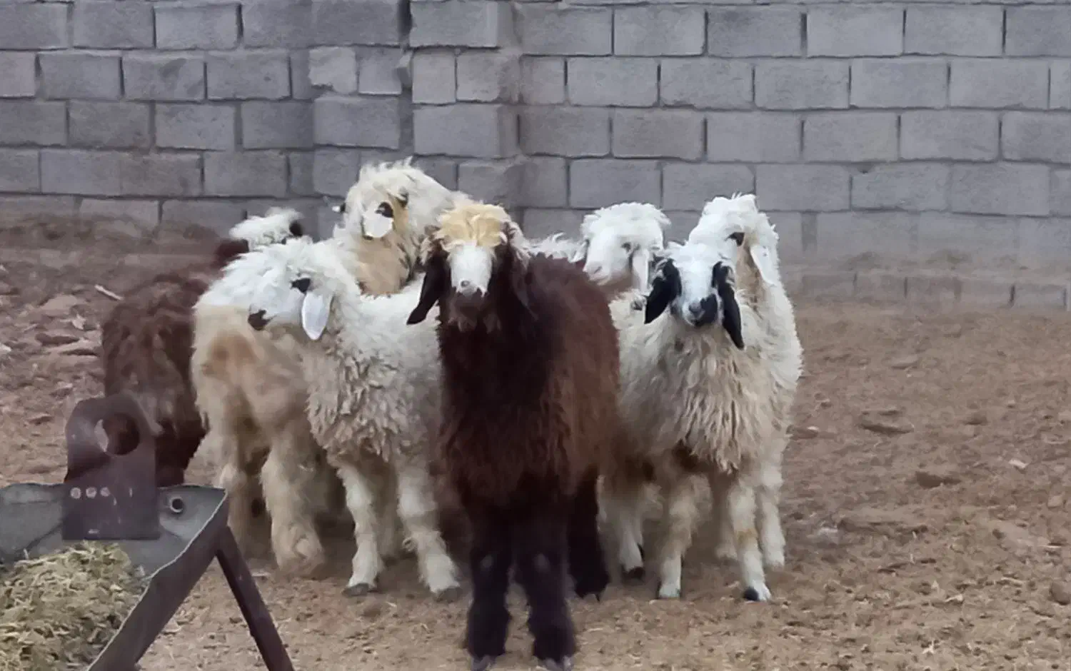 بره نر|حیوانات مزرعه|بردسیر, |دیوار