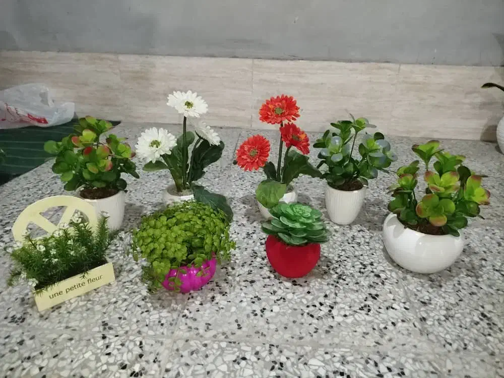 گلدان های تزئینی|گل و گیاه طبیعی|ساری, |دیوار