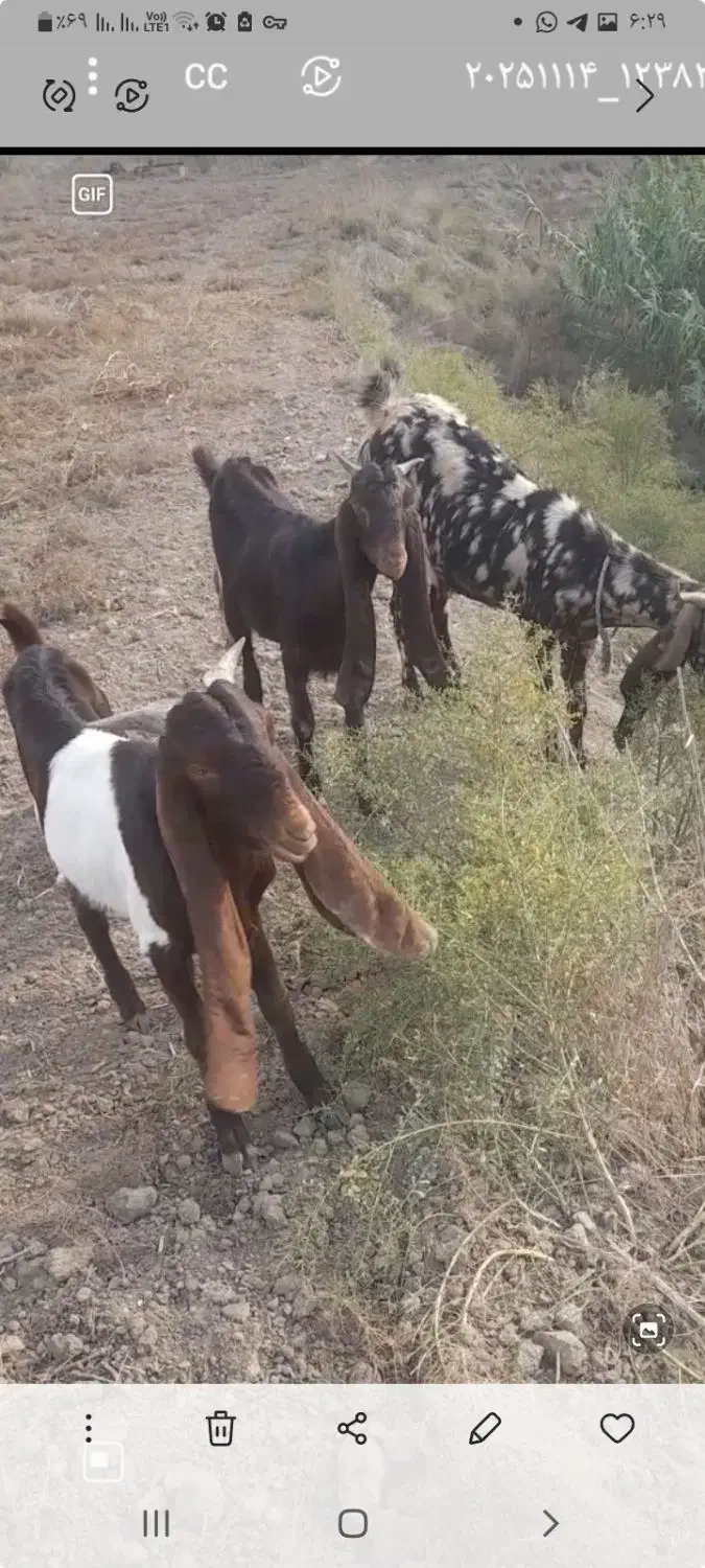 فروش نر بزغاله کاموری|حیوانات مزرعه|گنبد کاووس, |دیوار