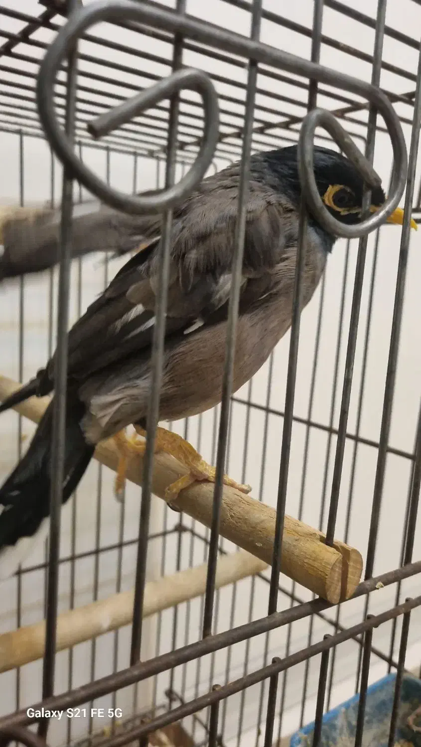 مرغ مینا|پرنده|کرج, شهرک یاس جنوبی|دیوار