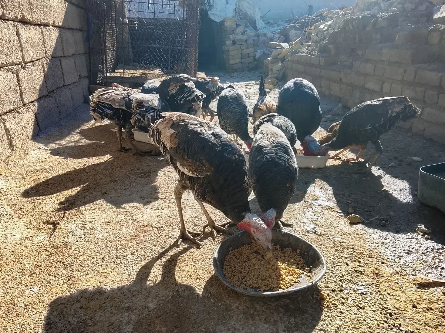 بوقلمون|حیوانات مزرعه|آبدانان, |دیوار