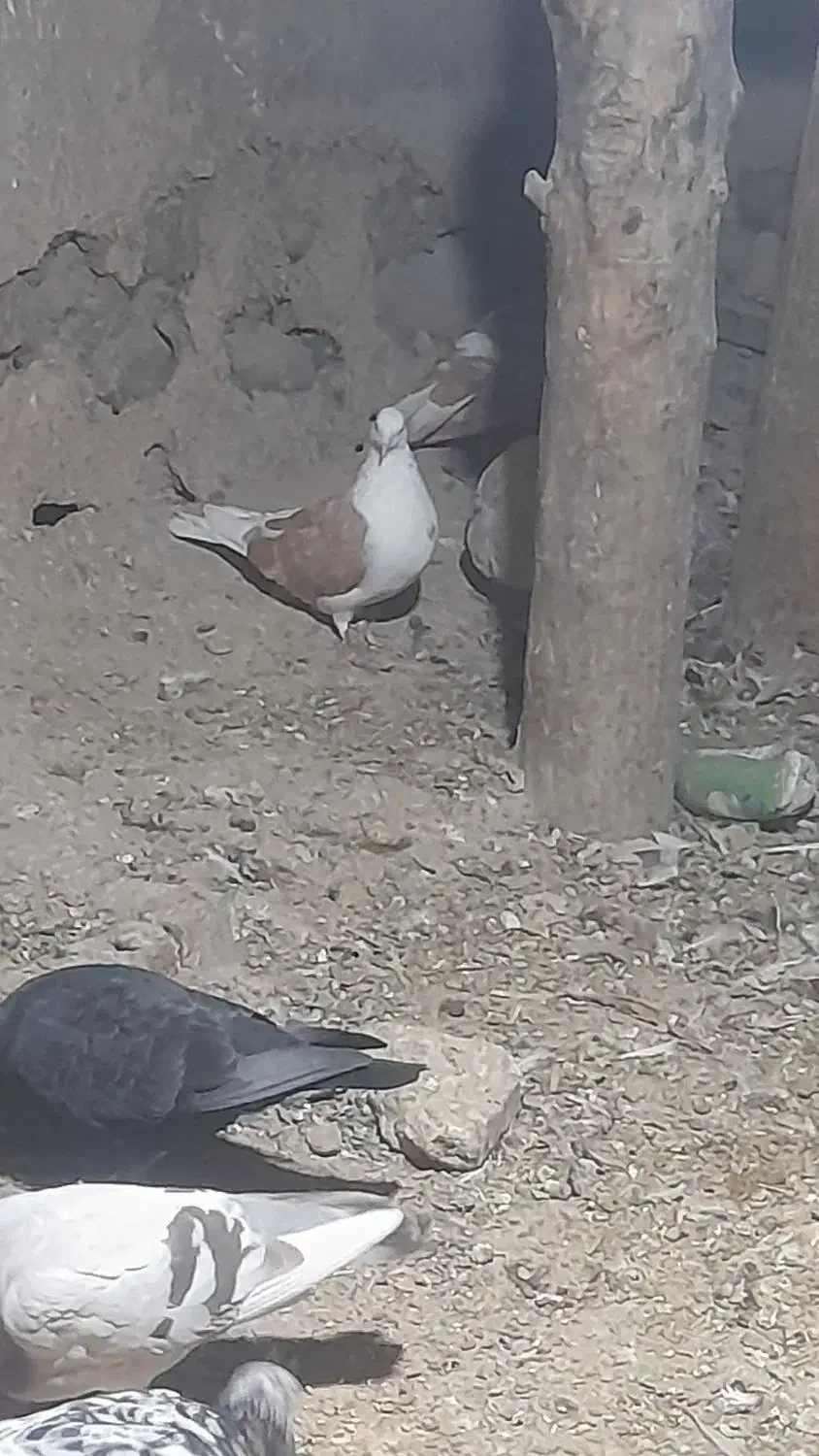 کبوتر|پرنده|بافت, |دیوار