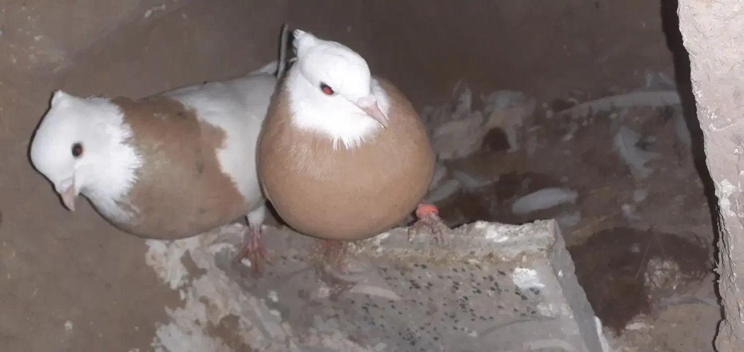 طوقی زرد و زرد خال سیا|پرنده|هلالی, |دیوار