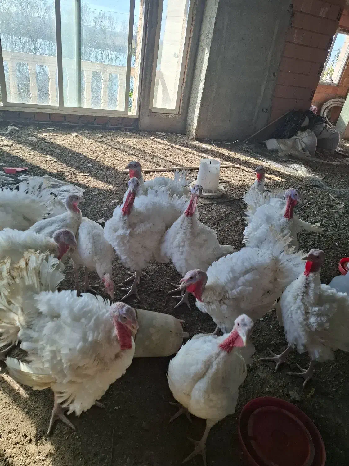 بوقلمون|حیوانات مزرعه|فریدونکنار, |دیوار